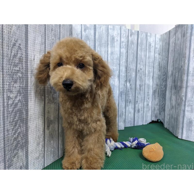 販売中の埼玉県のトイプードル-412788の5枚目