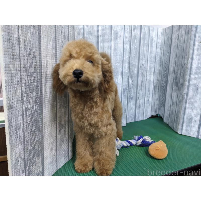 販売中の埼玉県のトイプードル-412788の4枚目