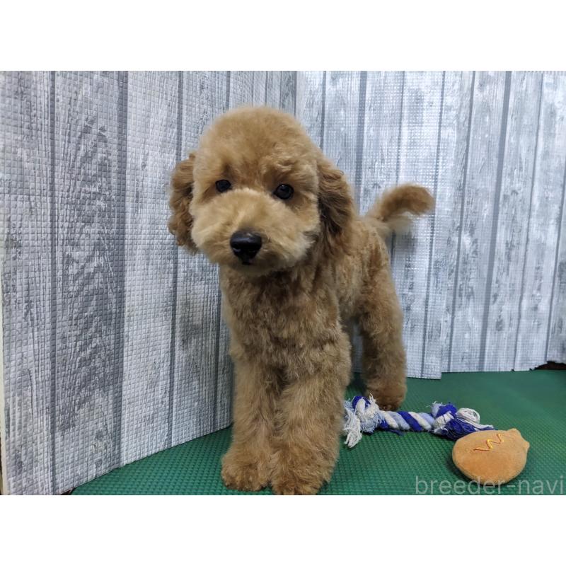 販売中の埼玉県のトイプードル-412788の3枚目