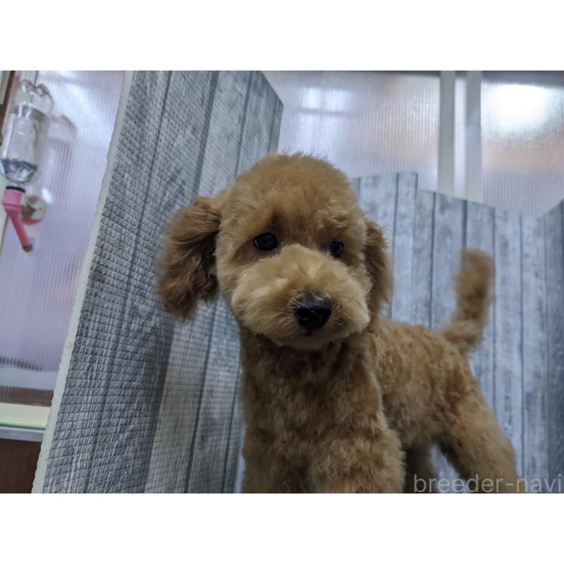 販売中の埼玉県のトイプードル-412788の2枚目