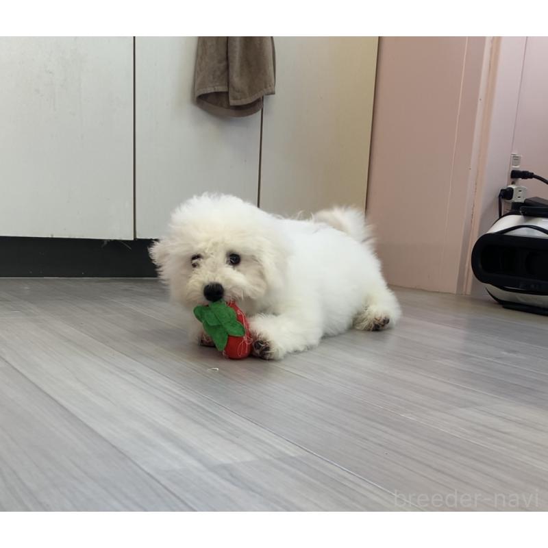 成約済の滋賀県のビションフリーゼ-412259の1枚目