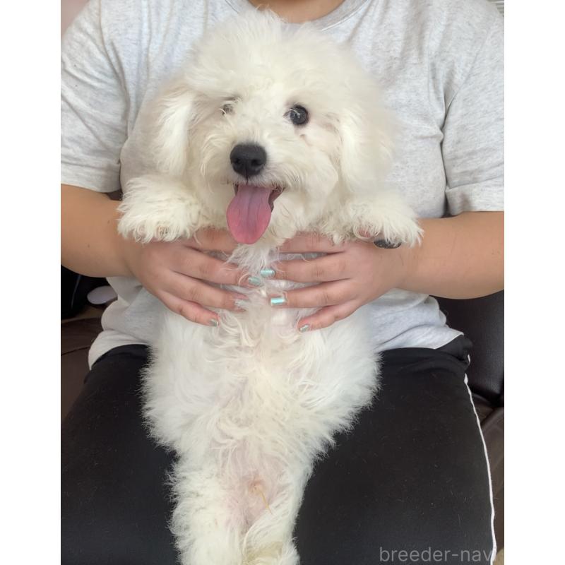 成約済の滋賀県のビションフリーゼ-412259の3枚目