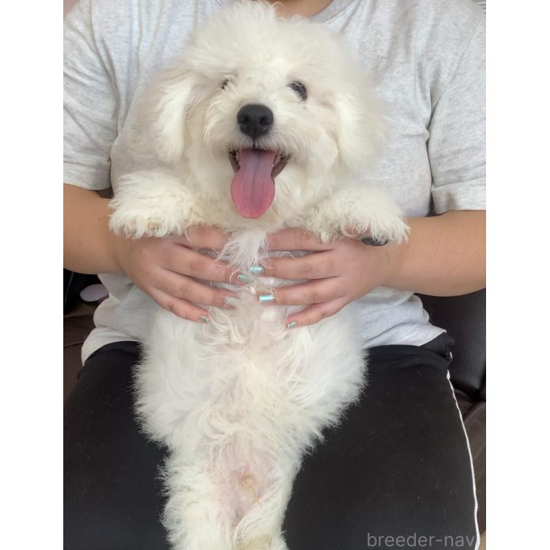 成約済の滋賀県のビションフリーゼ-412259の2枚目