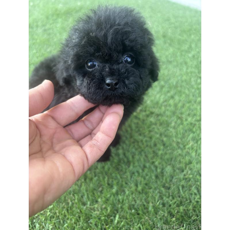 成約済の熊本県のティーカッププードル-426923の4枚目