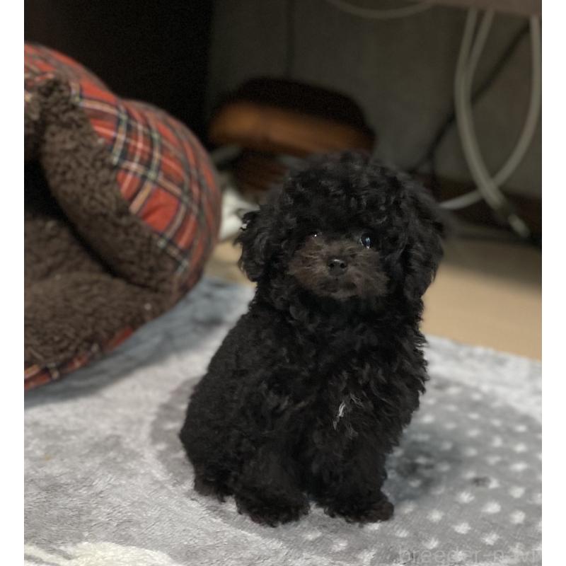 販売中の愛知県のティーカッププードル-410164の4枚目