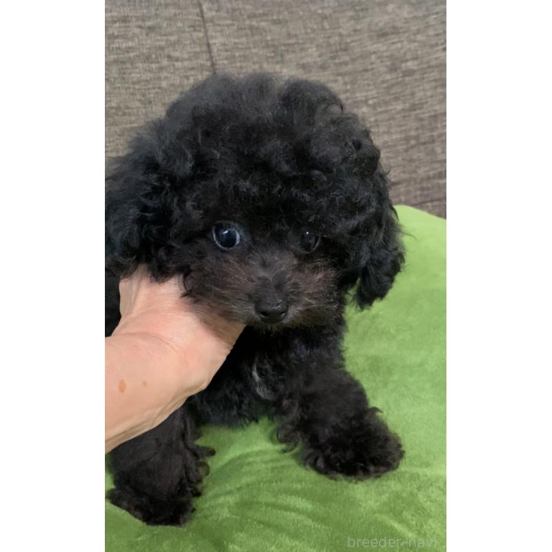 販売中の愛知県のティーカッププードル-410164の1枚目