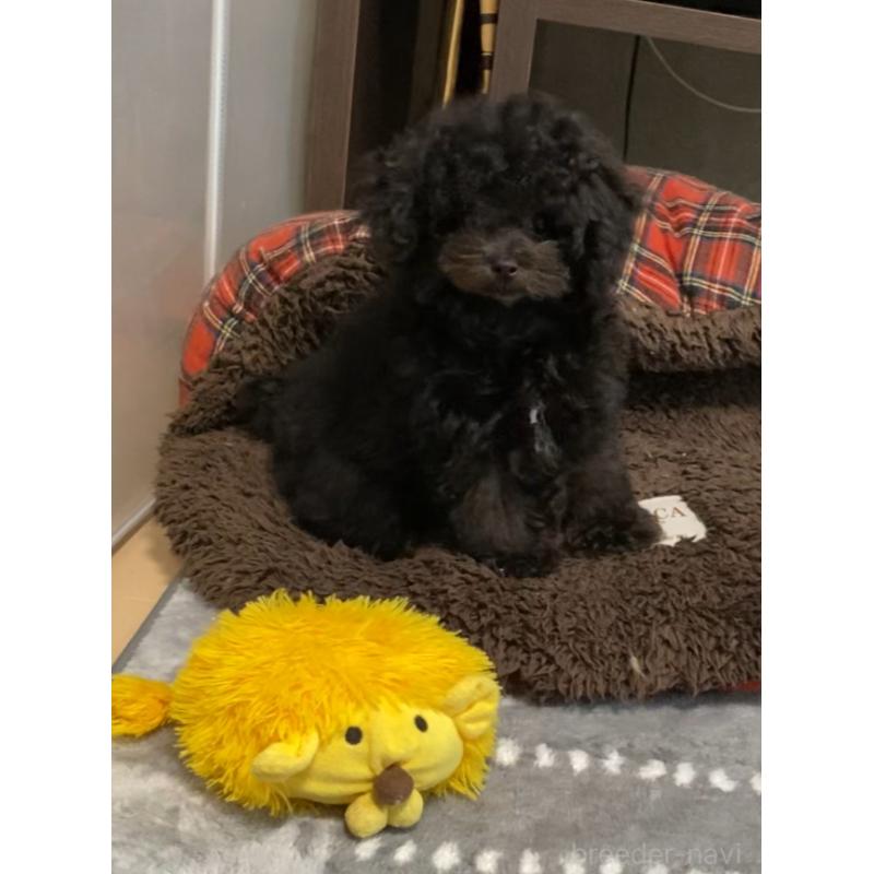 販売中の愛知県のティーカッププードル-410164の3枚目