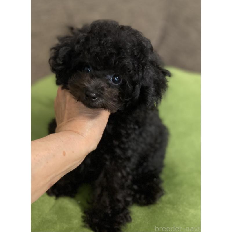 販売中の愛知県のティーカッププードル-410164の2枚目