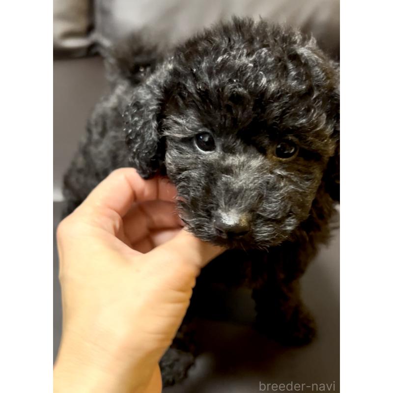 成約済の奈良県のトイプードル-428067の3枚目