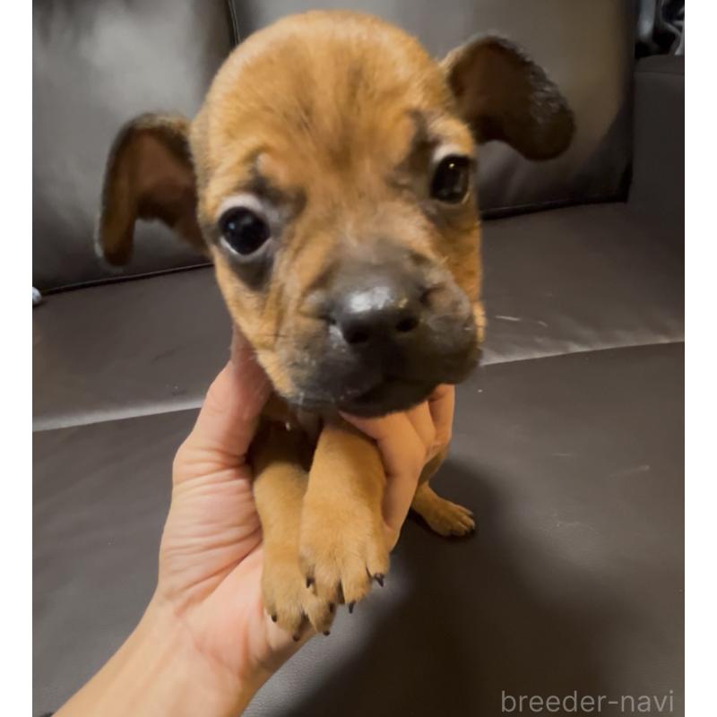 成約済の奈良県のミックス犬-424267の2枚目