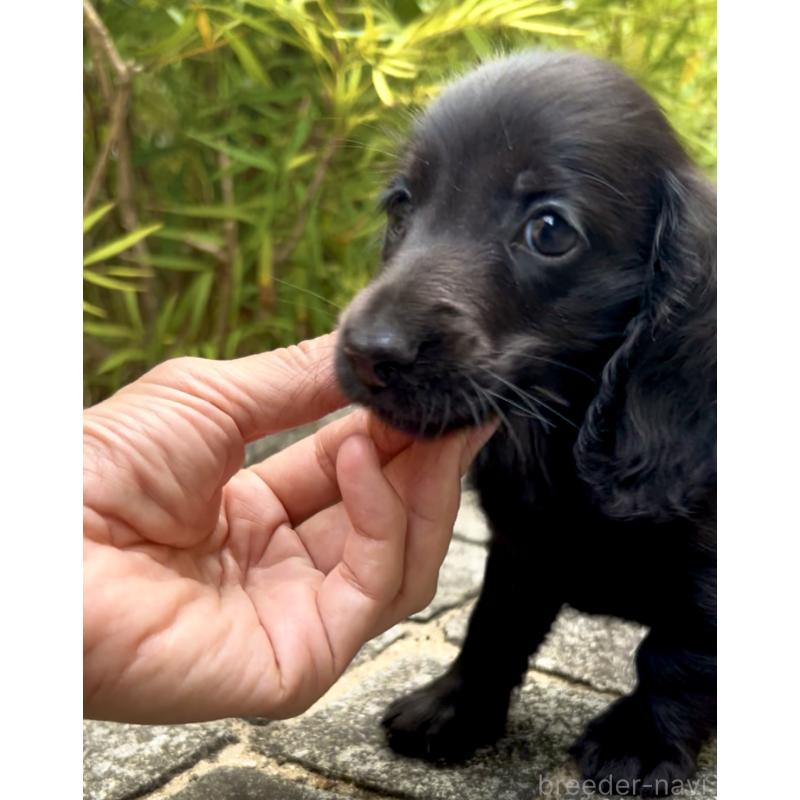 販売中の奈良県のミニチュアダックスフンド(ロングヘアード)-419930の2枚目