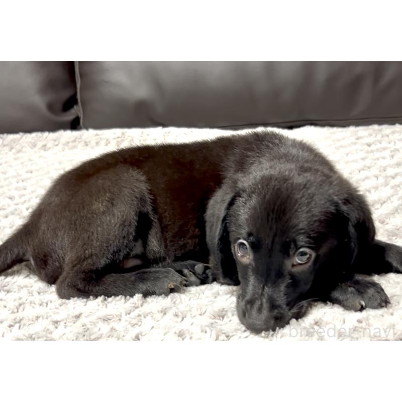 商談中の奈良県のラブラドールレトリーバー-409611の2枚目