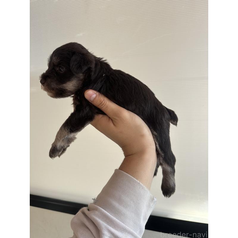 成約済の栃木県のミニチュアシュナウザー-425409の4枚目