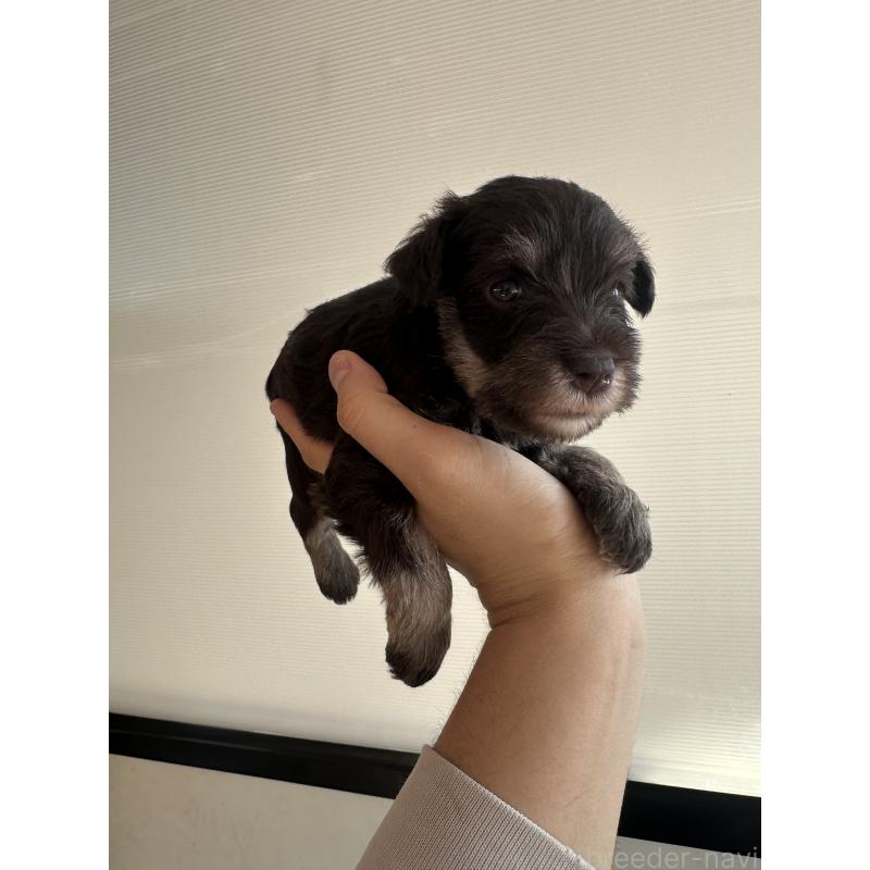 成約済の栃木県のミニチュアシュナウザー-425409の3枚目