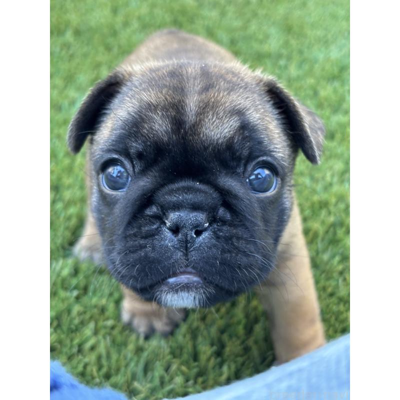 販売中の愛知県のフレンチブルドッグ-428316の5枚目