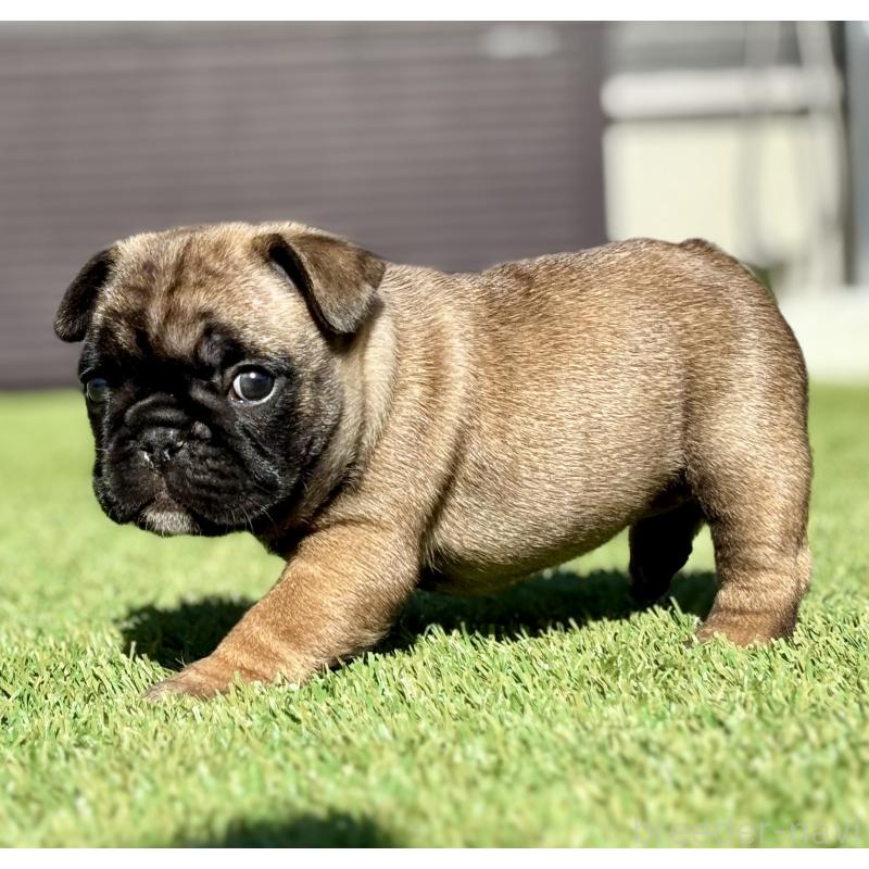 販売中の愛知県のフレンチブルドッグ-428316の4枚目