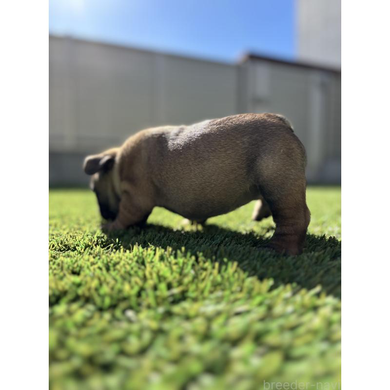 販売中の愛知県のフレンチブルドッグ-428316の3枚目