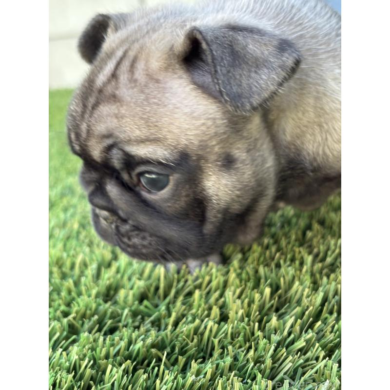 販売中の愛知県のフレンチブルドッグ-428317の6枚目