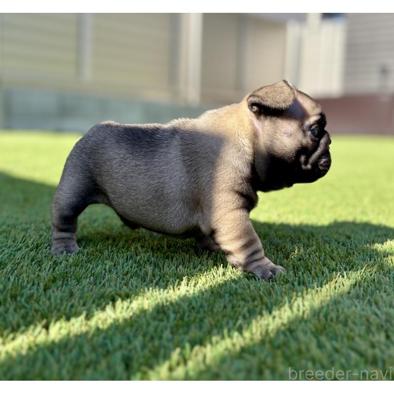 販売中の愛知県のフレンチブルドッグ-428317の5枚目