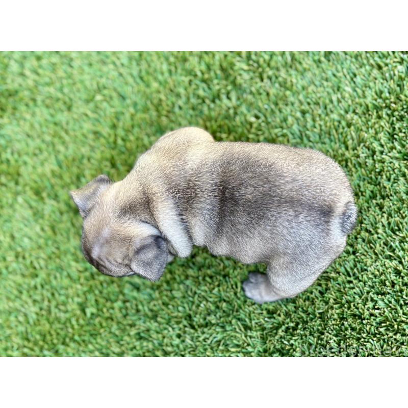 販売中の愛知県のフレンチブルドッグ-428317の4枚目