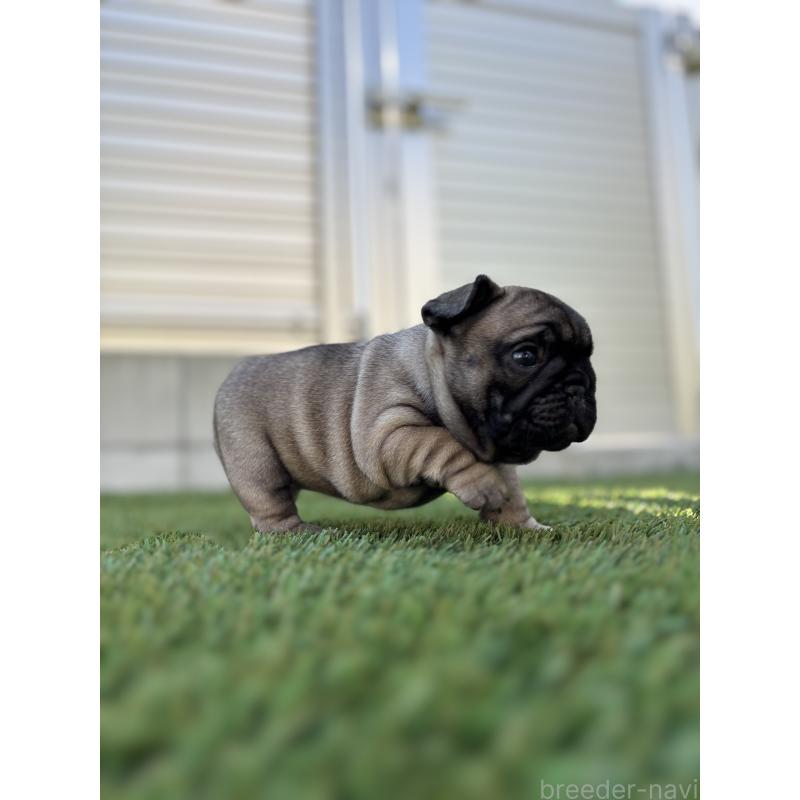 販売中の愛知県のフレンチブルドッグ-428317の3枚目