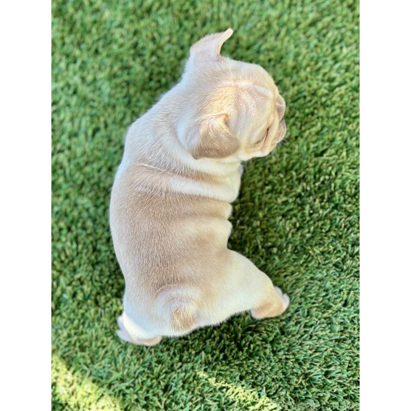 商談中の愛知県のフレンチブルドッグ-428318の5枚目