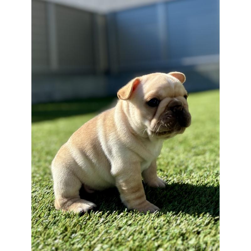 商談中の愛知県のフレンチブルドッグ-428318の4枚目