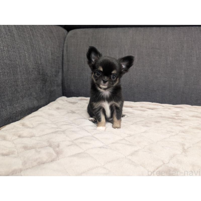 成約済の愛知県のチワワ(ロングコート)-424636の12枚目