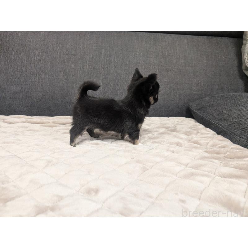 成約済の愛知県のチワワ(ロングコート)-424636の11枚目