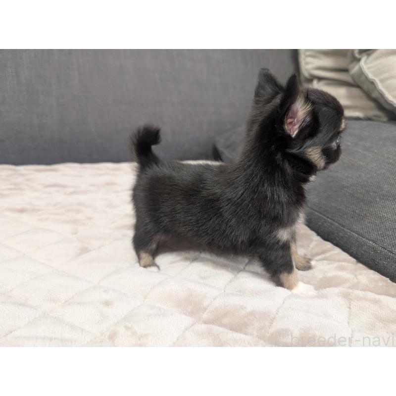 成約済の愛知県のチワワ(ロングコート)-424636の9枚目