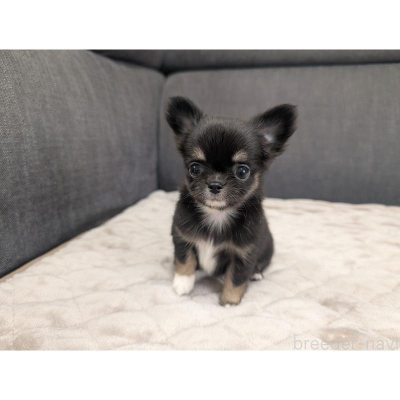 成約済の愛知県のチワワ(ロングコート)-424636の5枚目