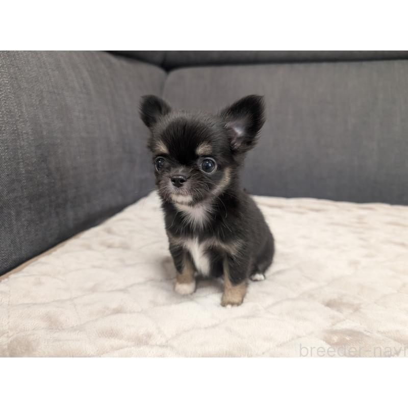 成約済の愛知県のチワワ(ロングコート)-424636の4枚目