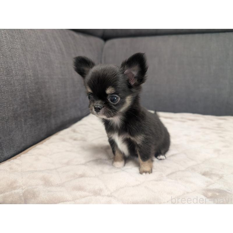 成約済の愛知県のチワワ(ロングコート)-424636の3枚目