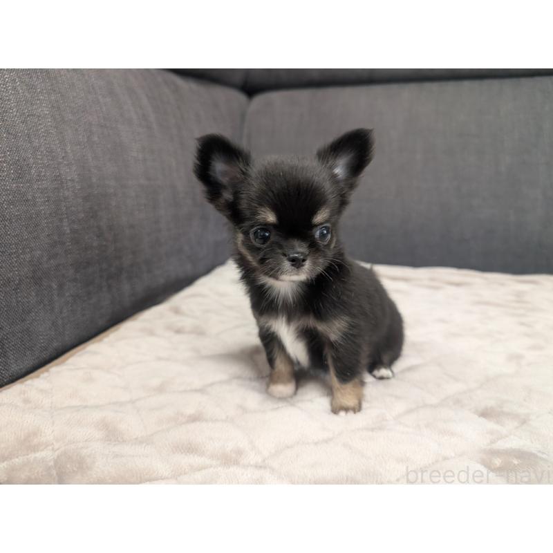 成約済の愛知県のチワワ(ロングコート)-424636の2枚目