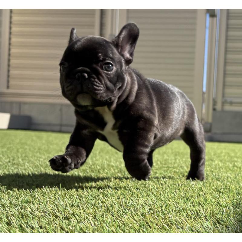 商談中の愛知県のフレンチブルドッグ-428322の4枚目