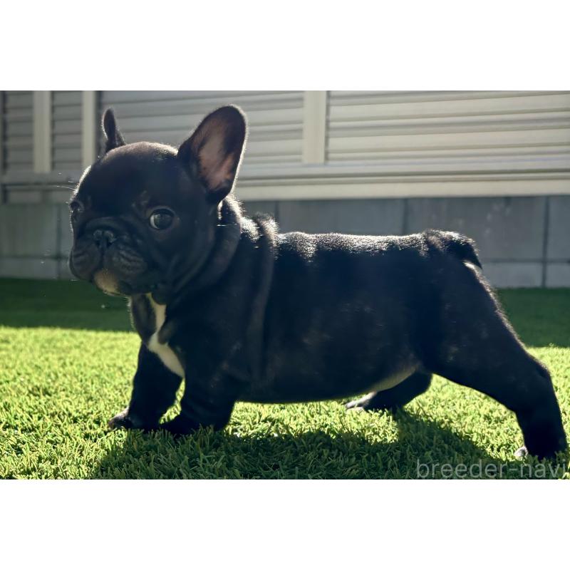 商談中の愛知県のフレンチブルドッグ-428322の3枚目