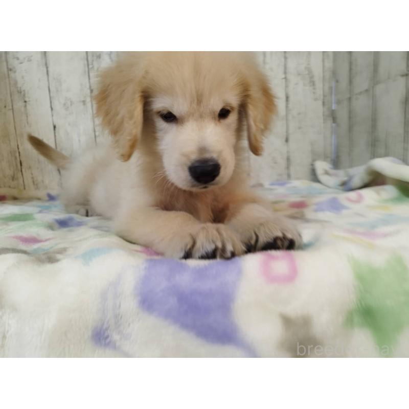 成約済の三重県のゴールデンレトリーバー-424877の5枚目