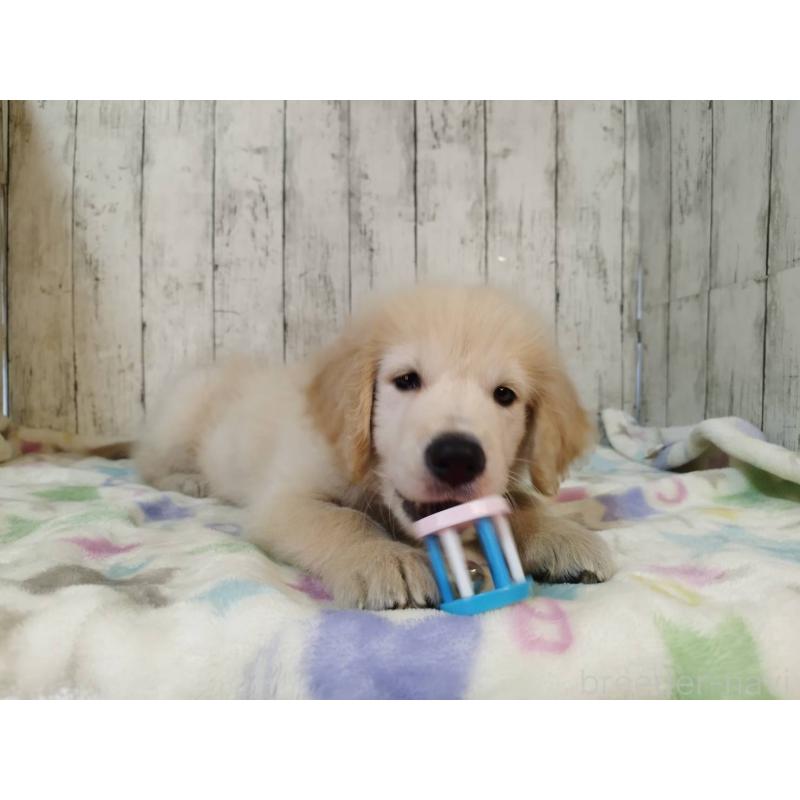 成約済の三重県のゴールデンレトリーバー-424877の4枚目