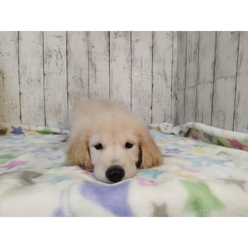 成約済の三重県のゴールデンレトリーバー-424877の3枚目