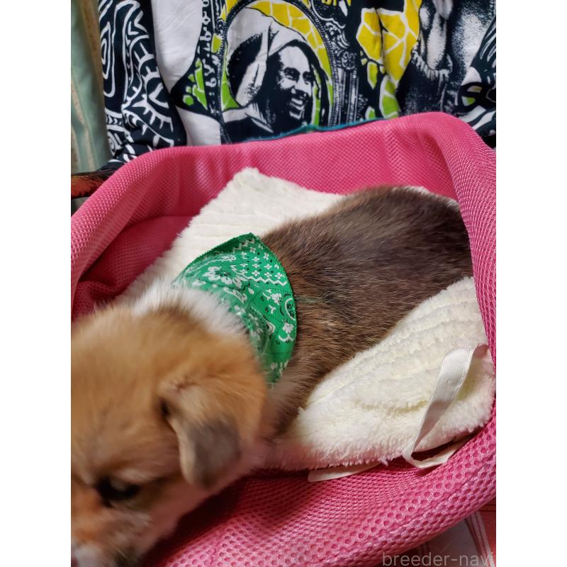 販売中の岩手県のウェルシュコーギーペンブローク-428321の5枚目