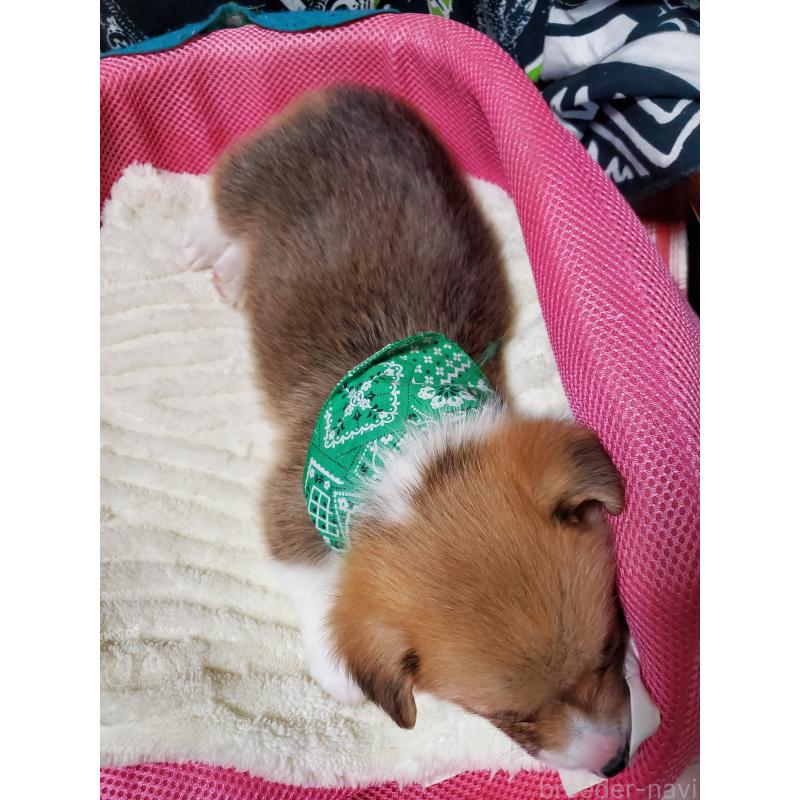 販売中の岩手県のウェルシュコーギーペンブローク-428321の3枚目