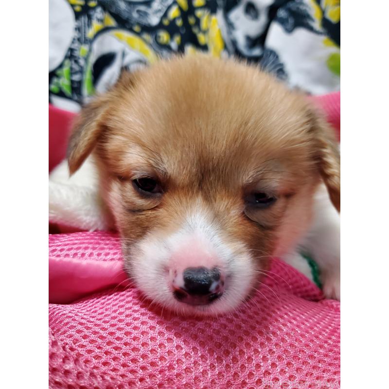 販売中の岩手県のウェルシュコーギーペンブローク-428321の2枚目