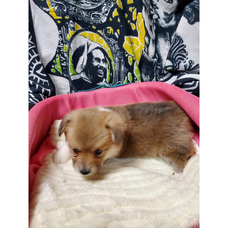 販売中の岩手県のウェルシュコーギーペンブローク-428323の4枚目