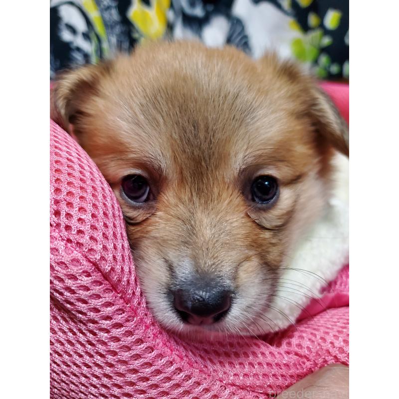 販売中の岩手県のウェルシュコーギーペンブローク-428323の2枚目