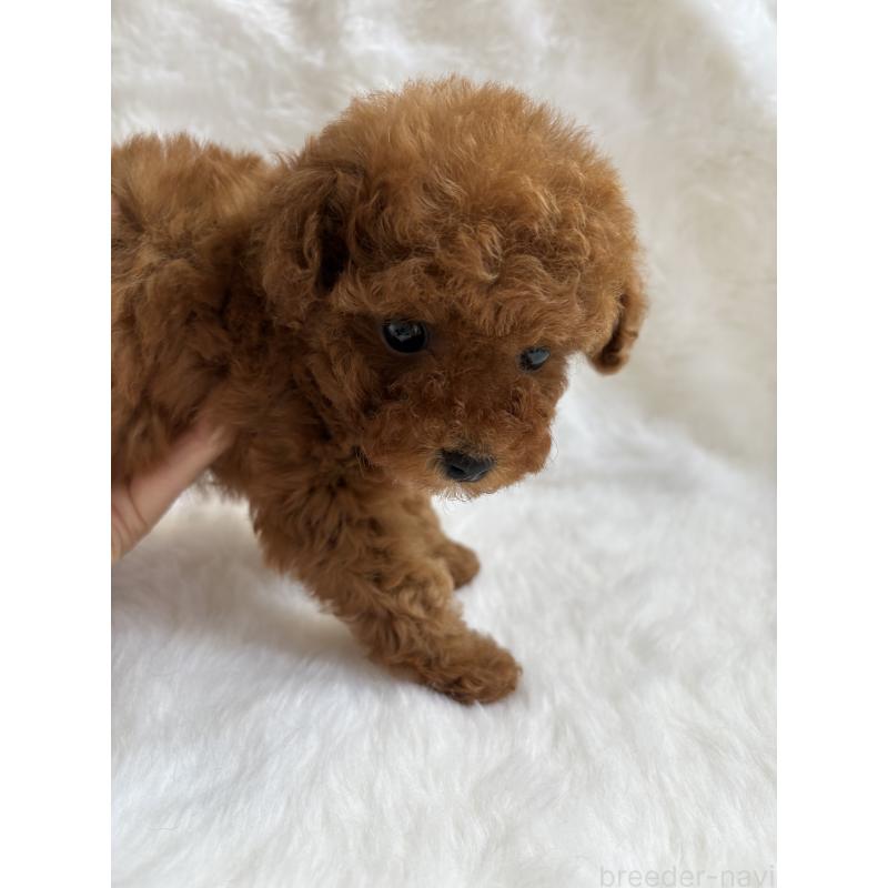 販売中の京都府のトイプードル-428325の3枚目