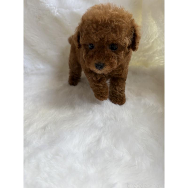 販売中の京都府のトイプードル-428325の2枚目