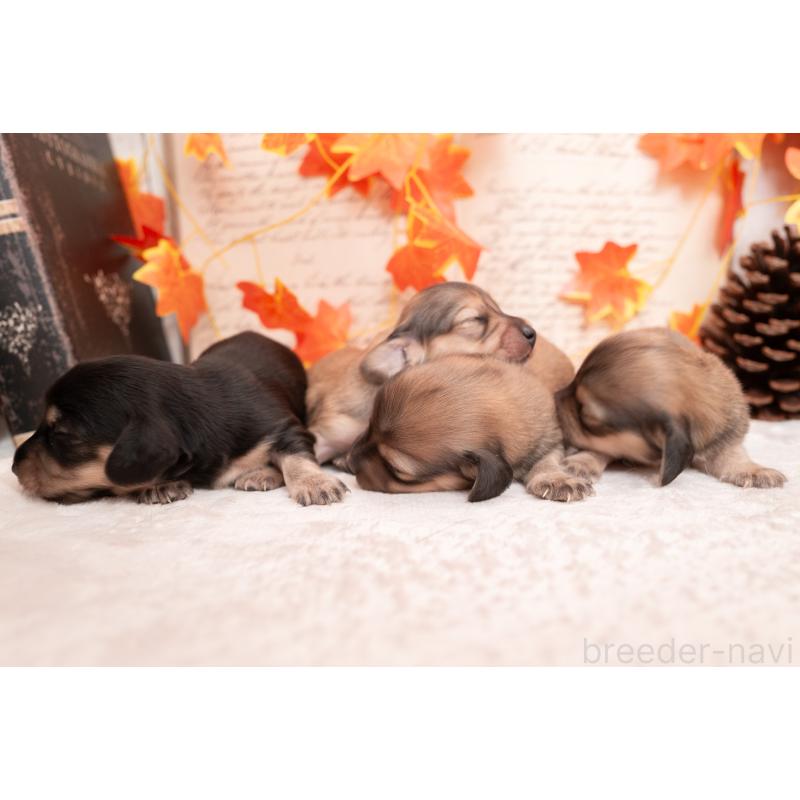 販売中の静岡県のカニンヘンダックスフンド(ロングヘアード)-424548の22枚目