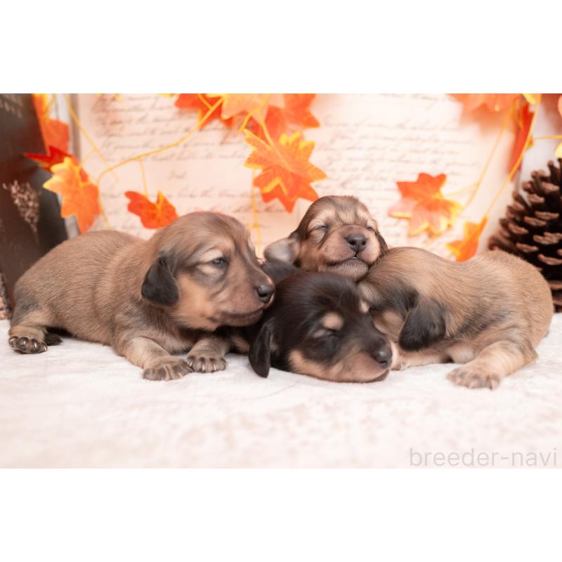 販売中の静岡県のカニンヘンダックスフンド(ロングヘアード)-424548の19枚目