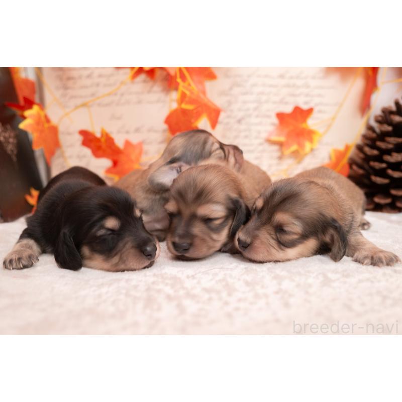 販売中の静岡県のカニンヘンダックスフンド(ロングヘアード)-424549の23枚目