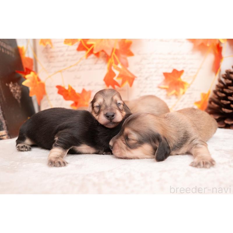 販売中の静岡県のカニンヘンダックスフンド(ロングヘアード)-424549の21枚目